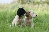 SETTER ANGLAIS 242